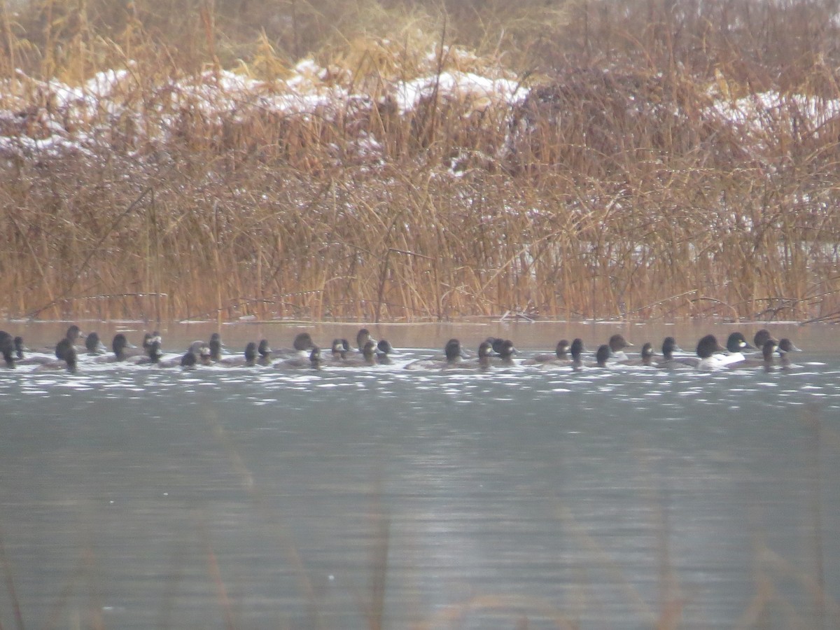 Lesser Scaup - ML646465412