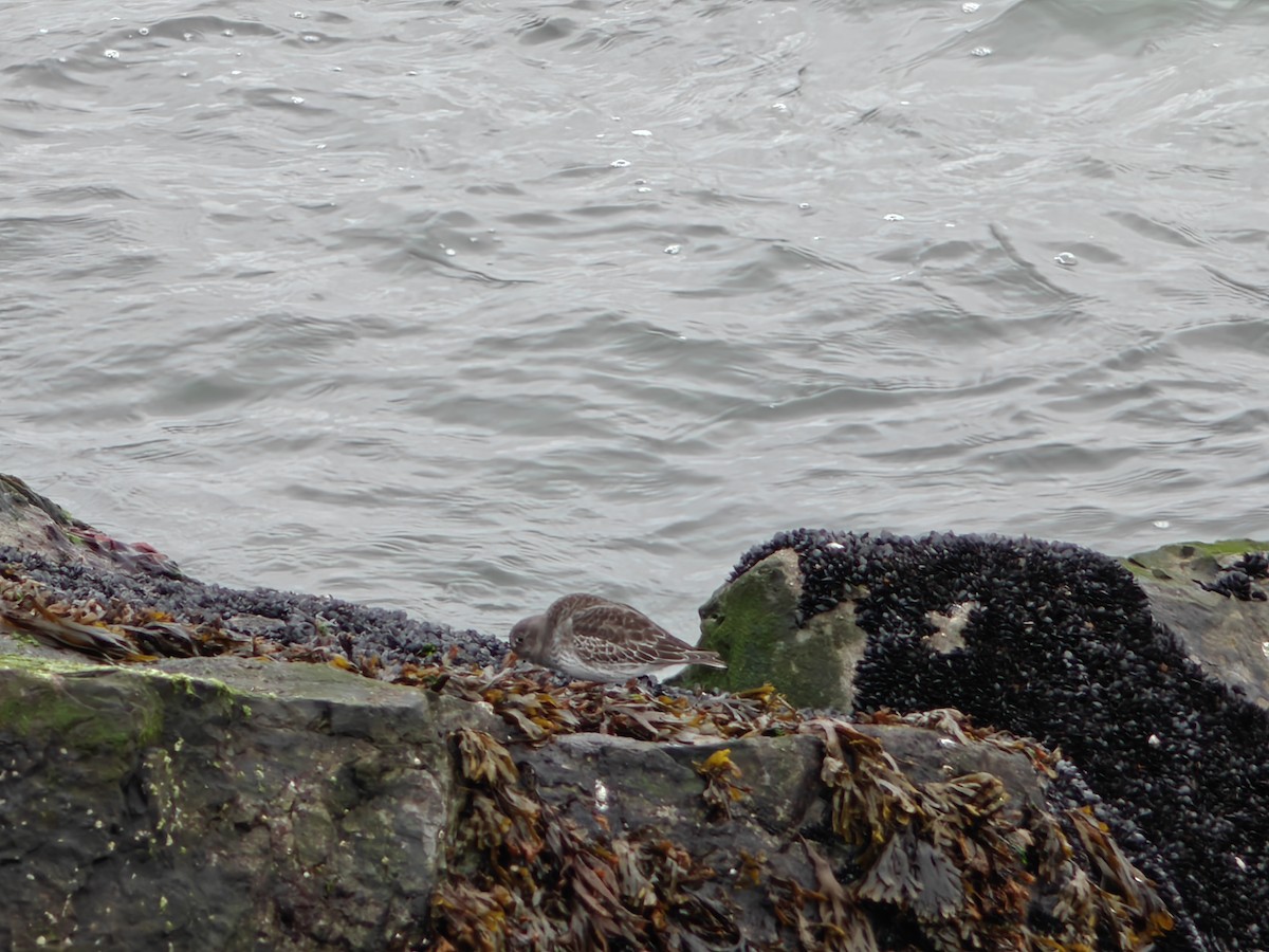 ムラサキハマシギ - ML646465413