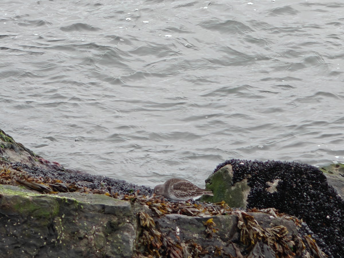 ムラサキハマシギ - ML646465414