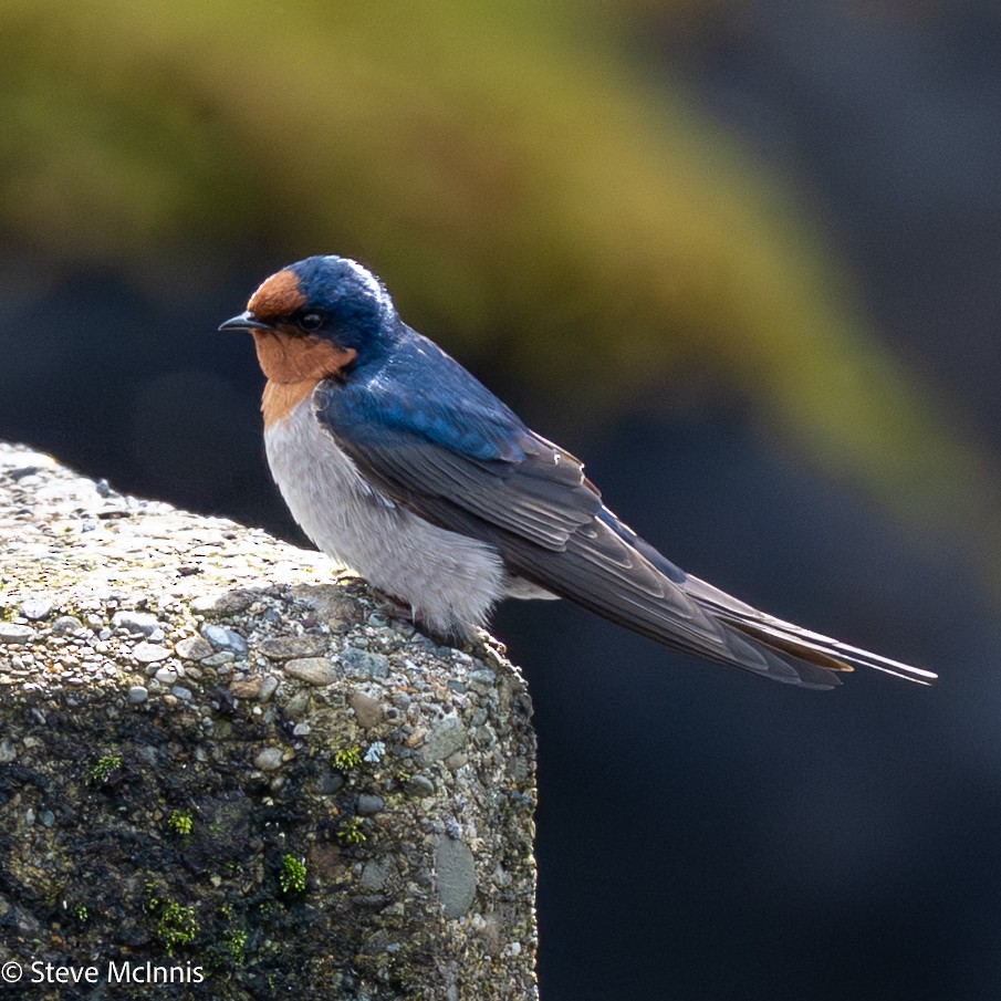 オーストラリアツバメ - ML646465415