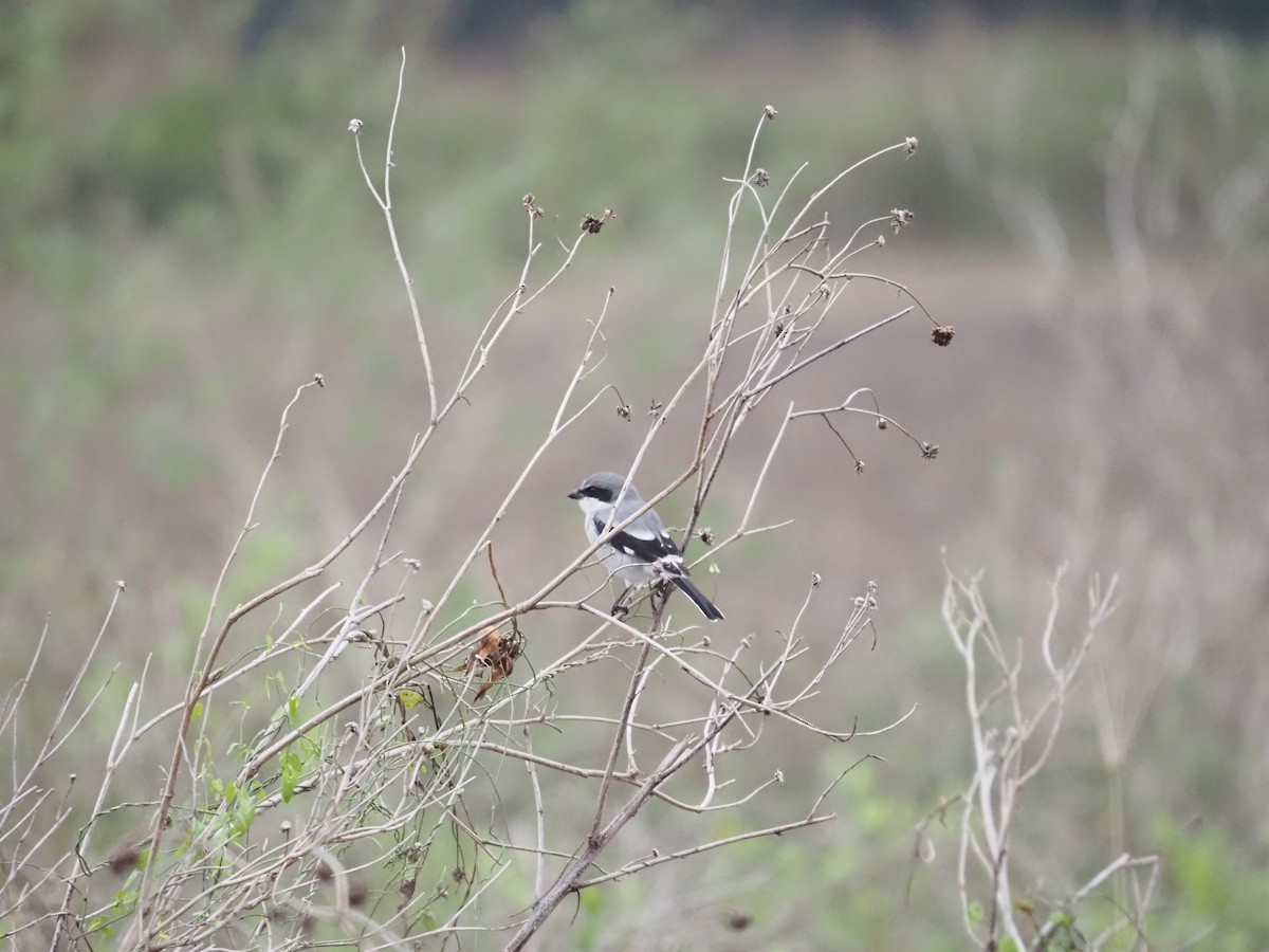 アメリカオオモズ - ML646465416