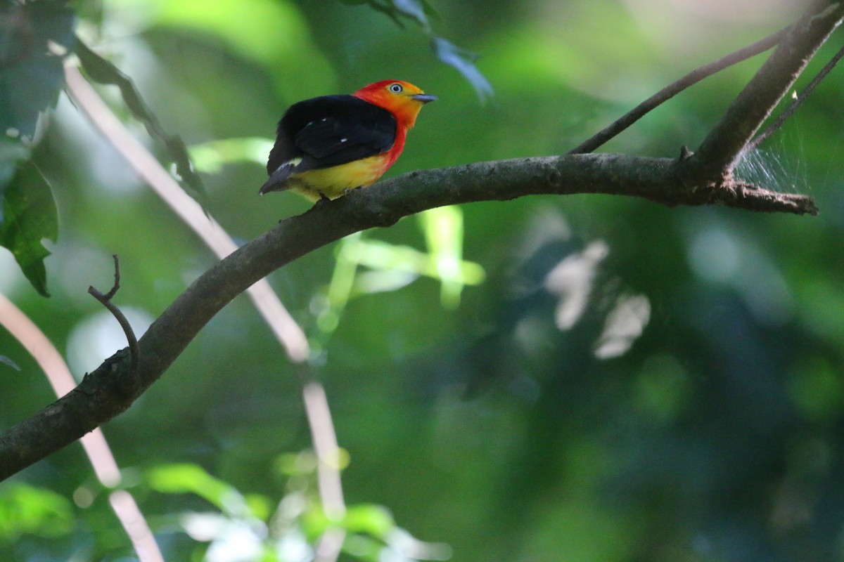 オビオマイコドリ - ML646465417