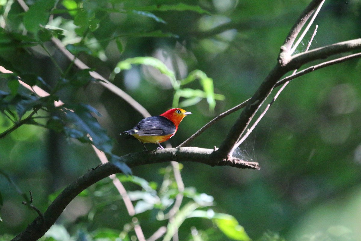 オビオマイコドリ - ML646465418