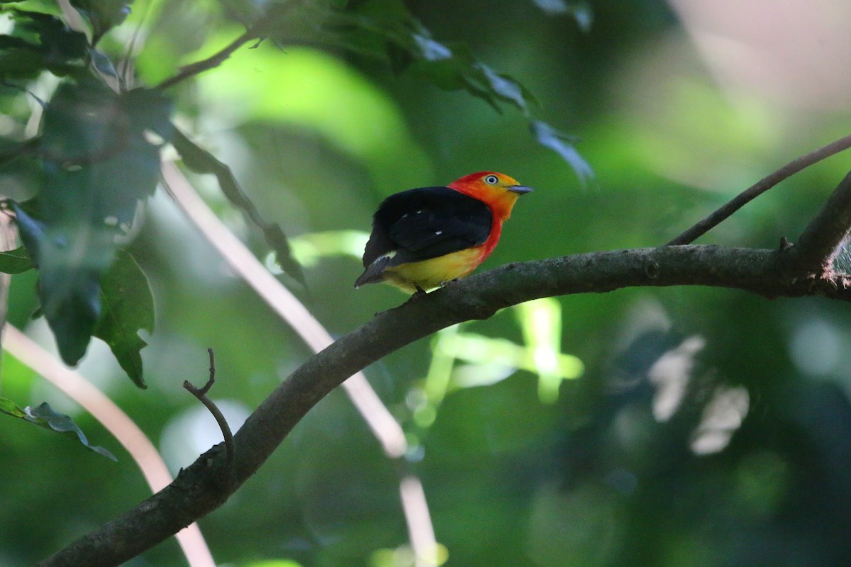 オビオマイコドリ - ML646465419