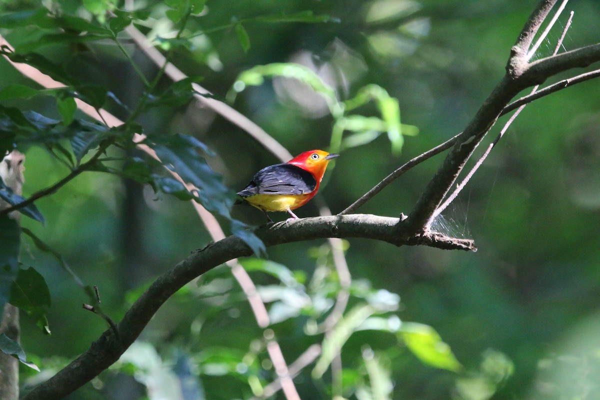 オビオマイコドリ - ML646465420