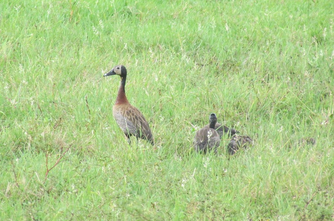 シロガオリュウキュウガモ - ML646465421