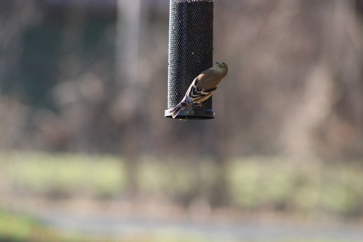 オウゴンヒワ - ML646465422