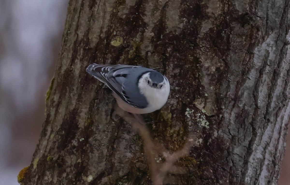 ムナジロゴジュウカラ - ML646465423