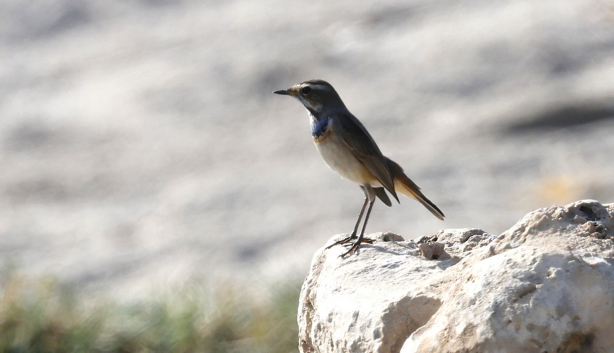 オガワコマドリ - ML646465424