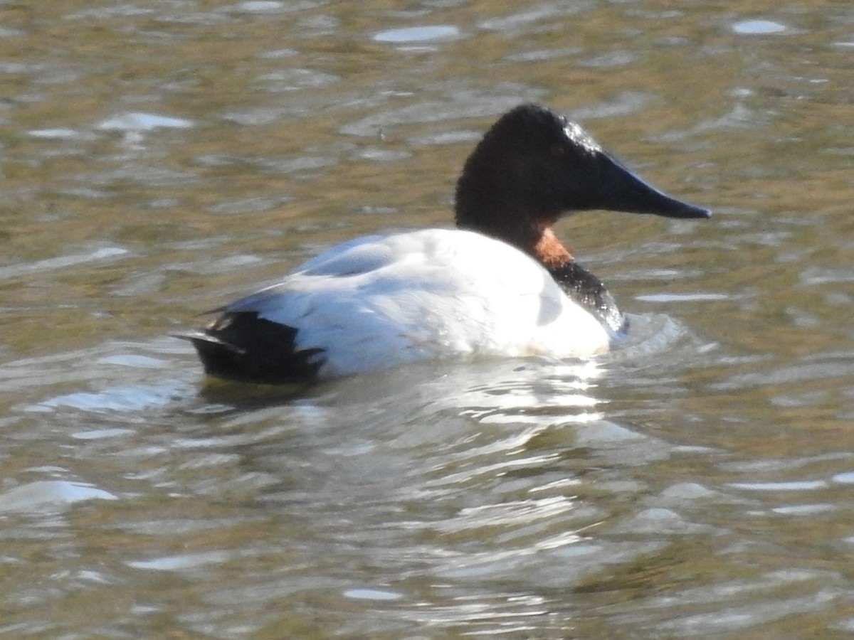 オオホシハジロ - ML646465427