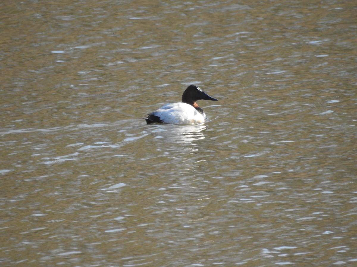 オオホシハジロ - ML646465429