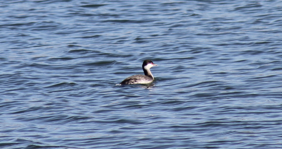 Пірникоза червоношия - ML646465430