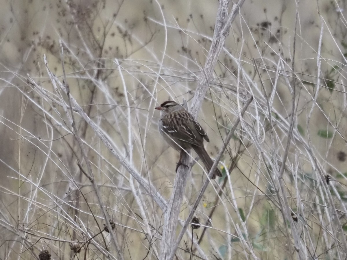 ミヤマシトド - ML646465431