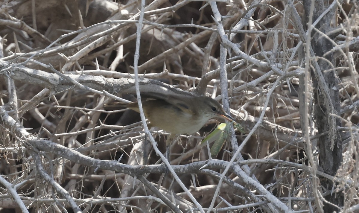 チュウヨシキリ - ML646465432