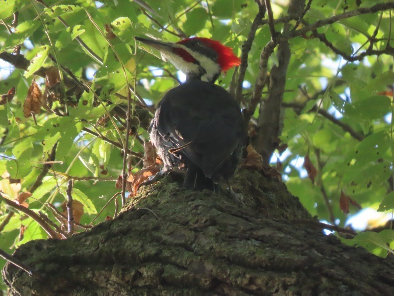 エボシクマゲラ - ML646465433