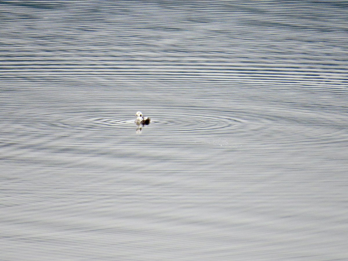 コオリガモ - ML646465434