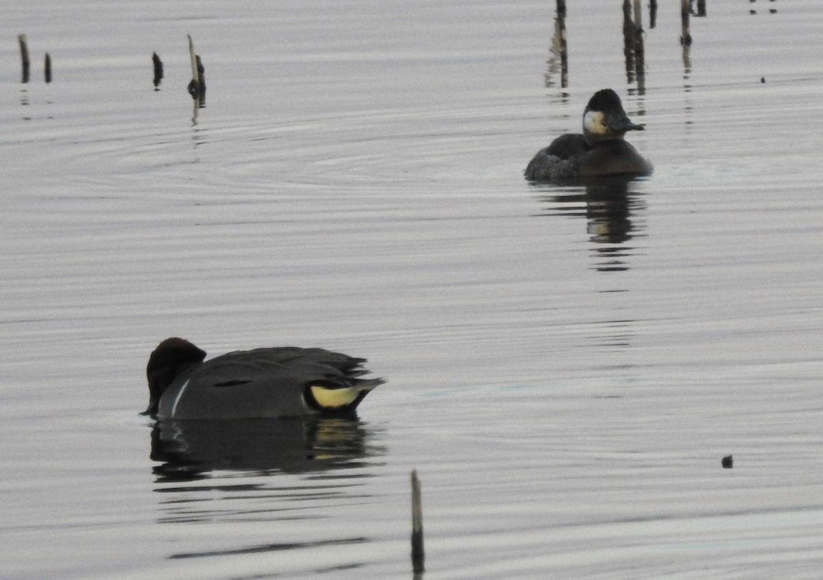 コガモ - ML646465435