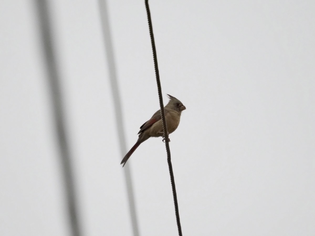 ムネアカコウカンチョウ - ML646465436