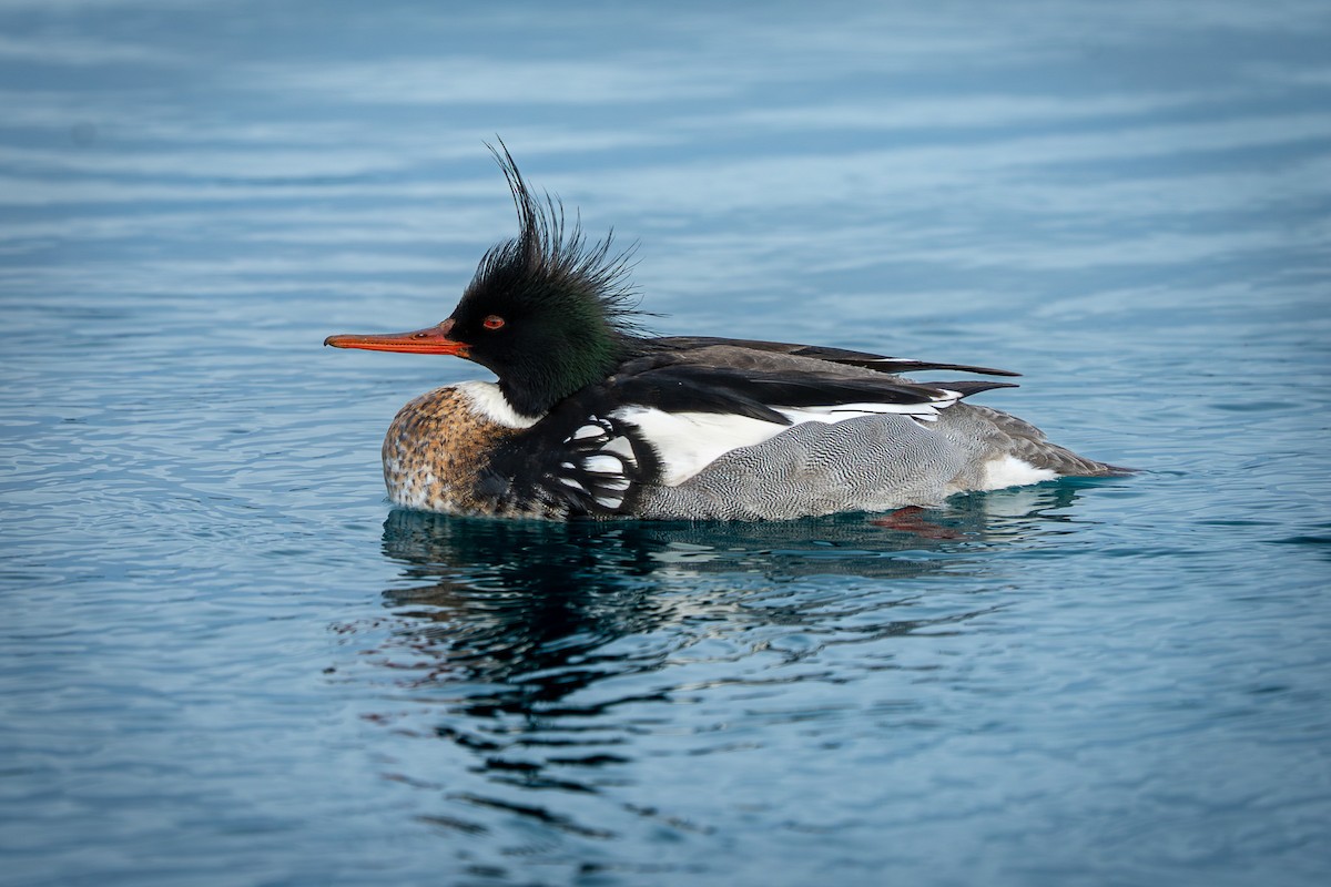 ウミアイサ - ML646465437