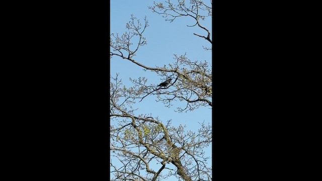 Common Raven - ML646465438