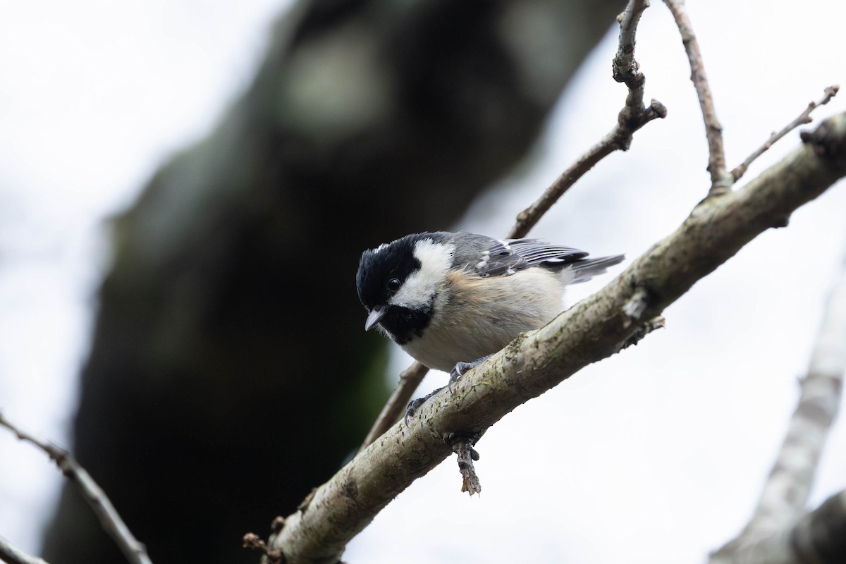 ヒガラ - ML646465439