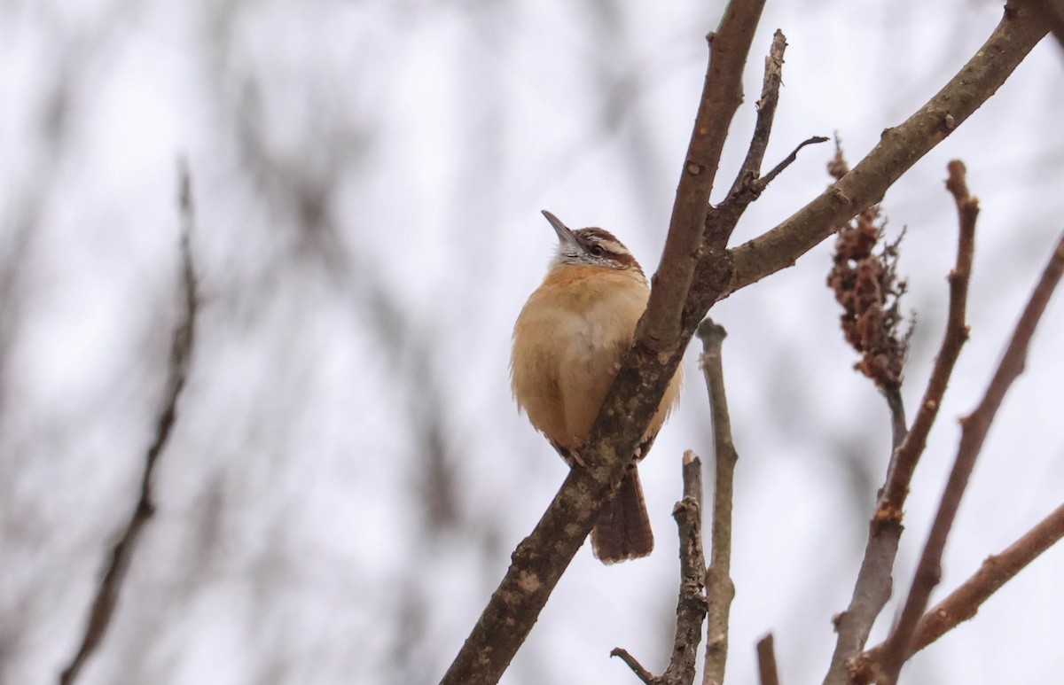 チャバラマユミソサザイ - ML646465440