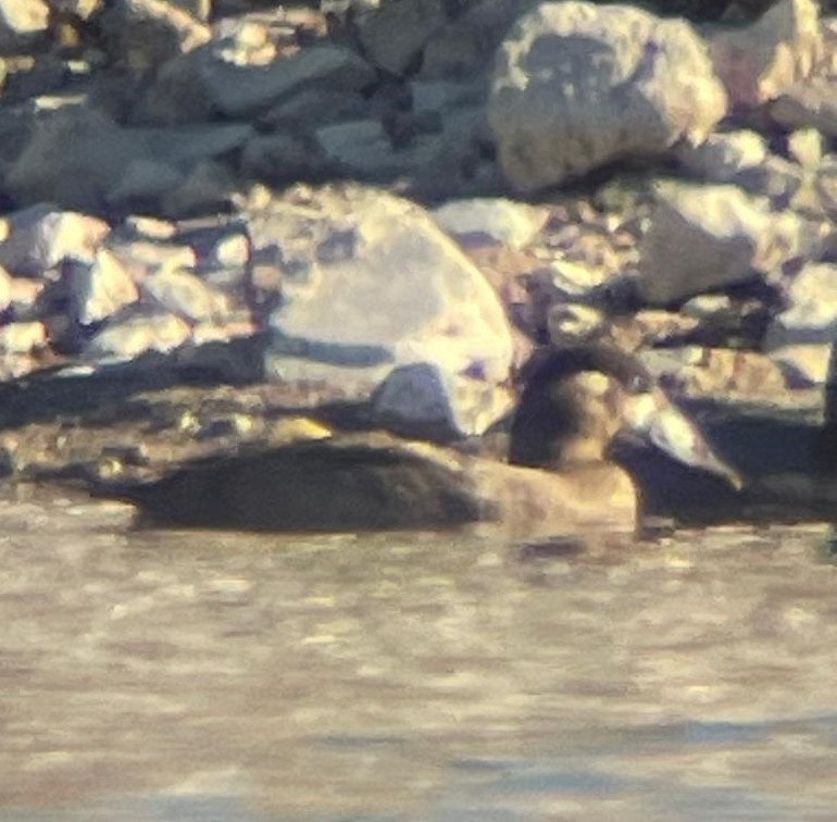 Турпан білолобий - ML646465441