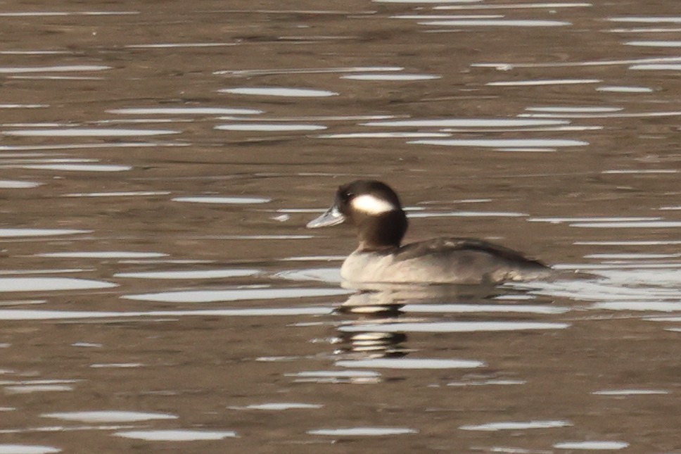 ヒメハジロ - ML646465442