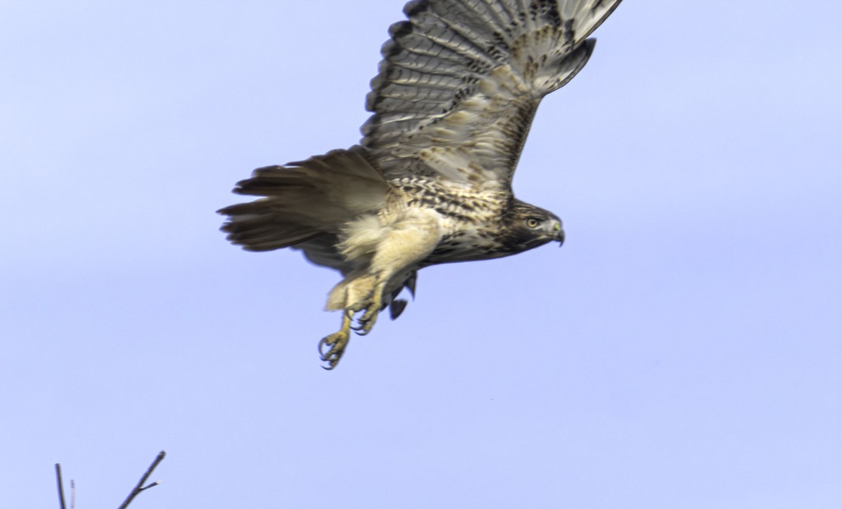 Red-tailed Hawk - ML646465443