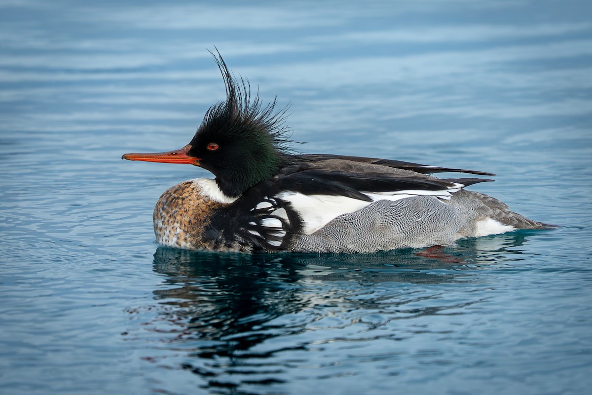 Serreta Mediana - ML646465444