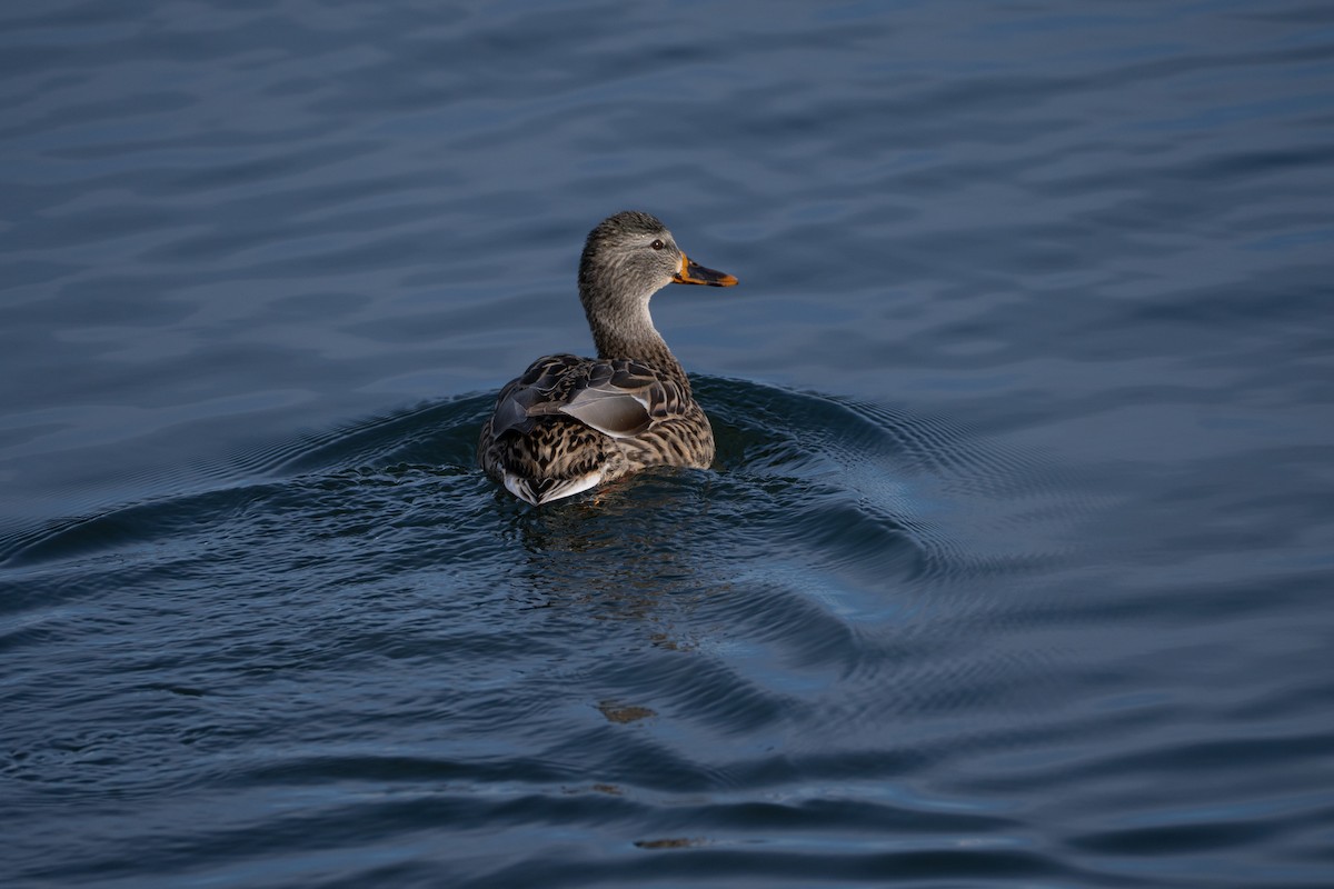 Mallard - ML646465446