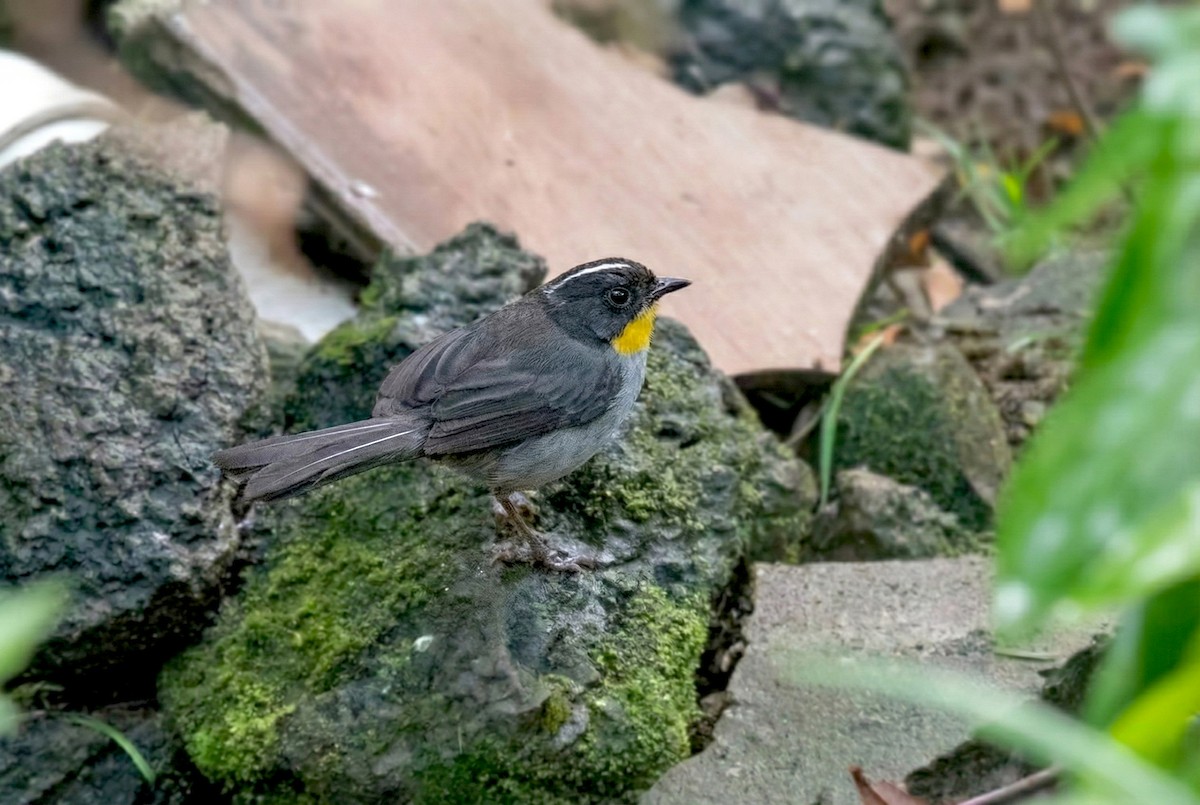 White-naped Brushfinch - ML646465450
