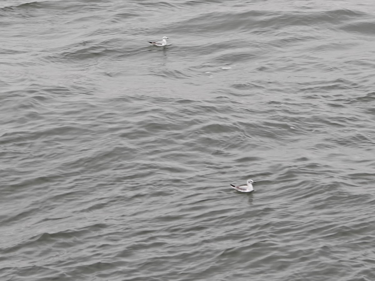 Bonaparte's Gull - ML646465452