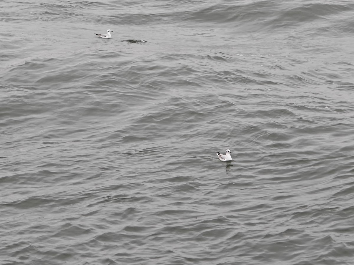 Bonaparte's Gull - ML646465453