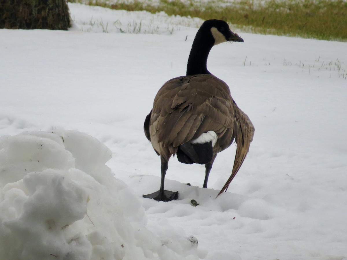 Canada Goose - ML646465456