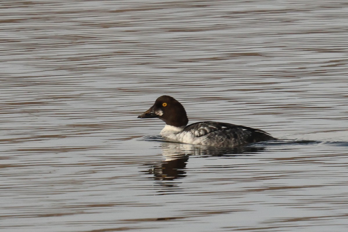 鵲鴨 - ML646465458