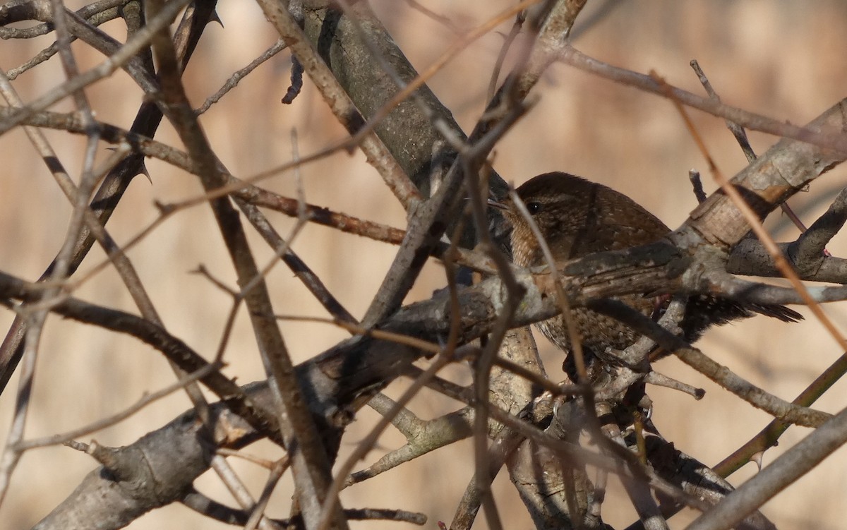 Troglodyte des forêts - ML646465459