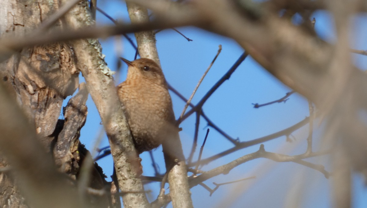 Troglodyte des forêts - ML646465460