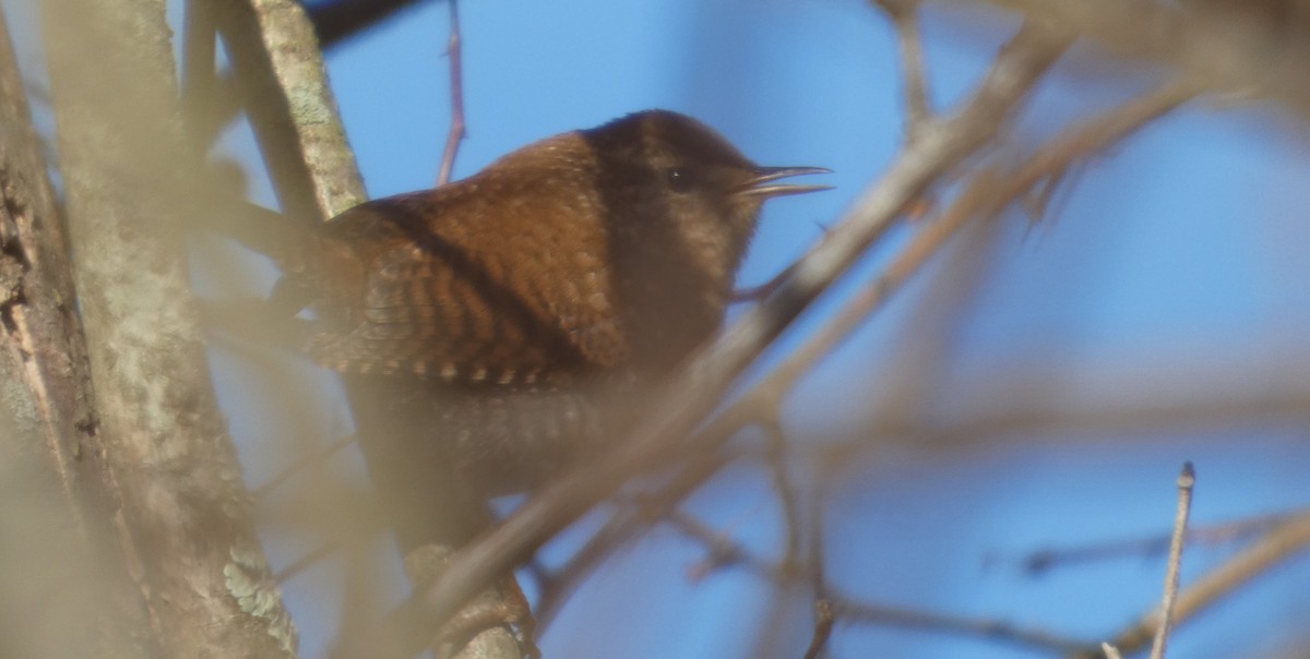 Troglodyte des forêts - ML646465461