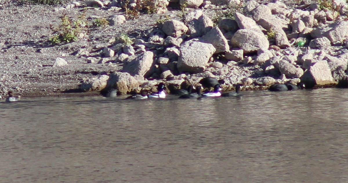 Гоголь ісландський - ML646465462