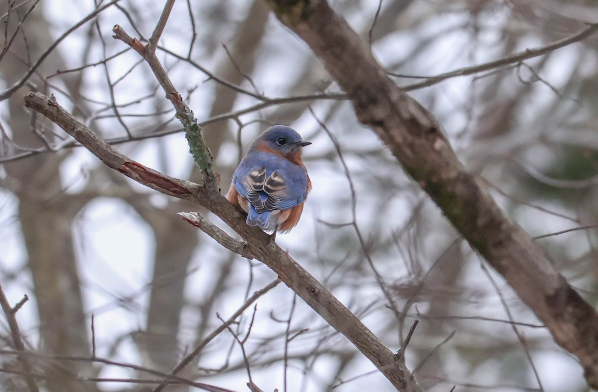 Eastern Bluebird - ML646465464
