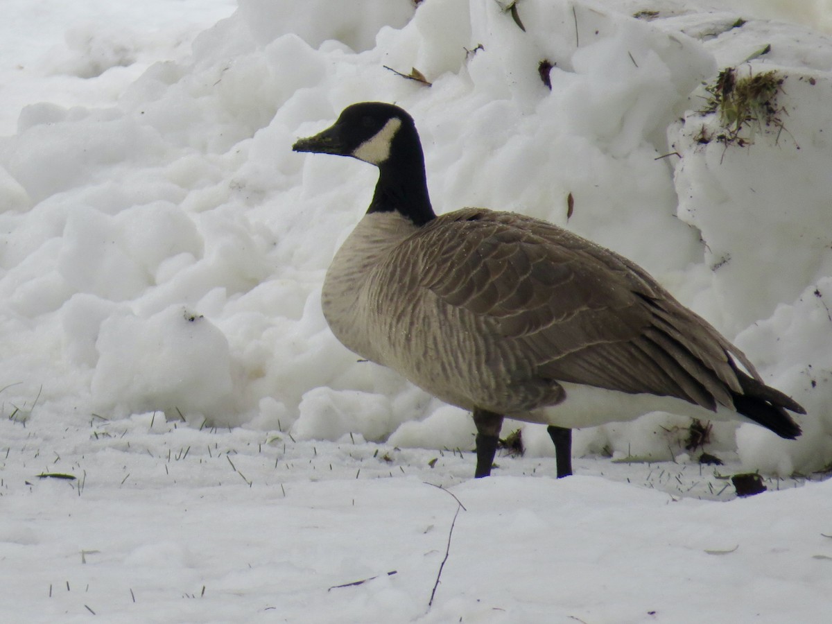 Canada Goose - ML646465465