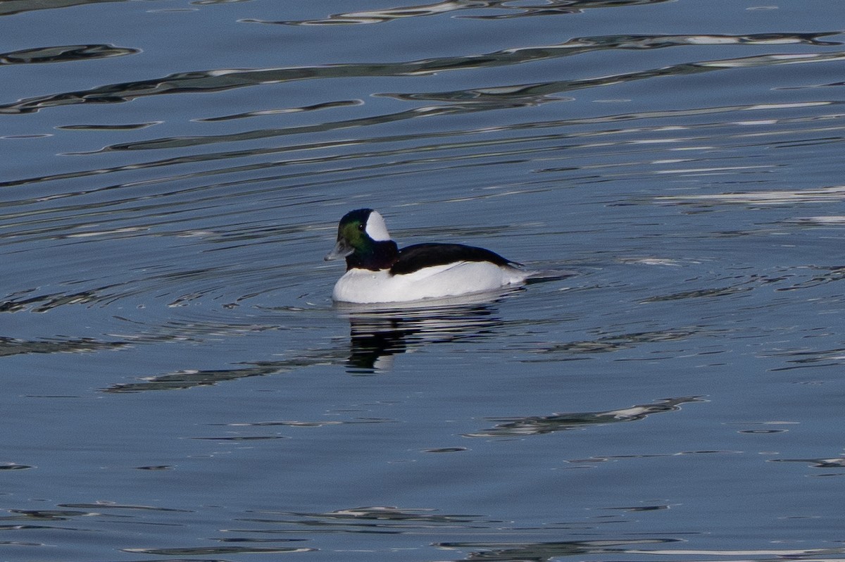 Bufflehead - ML646465466