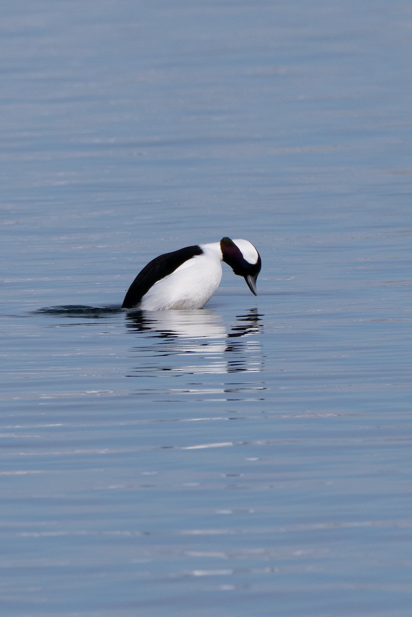 Bufflehead - ML646465467