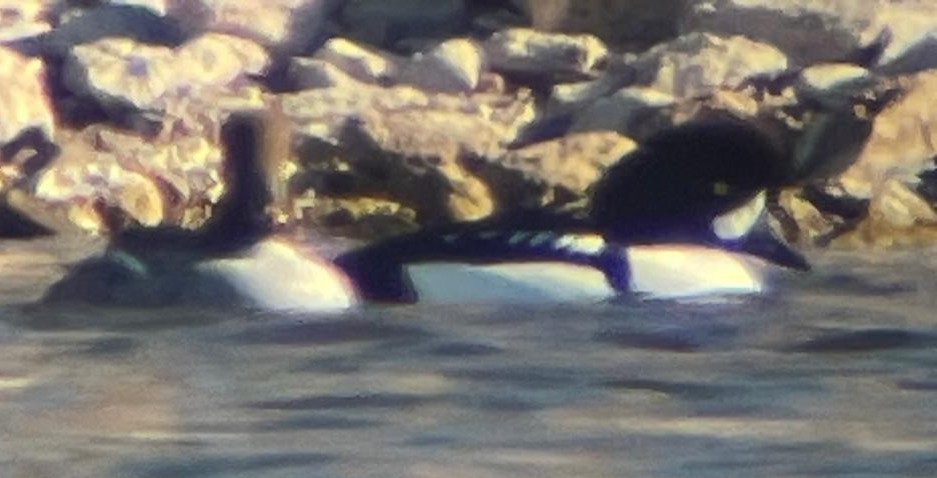 Гоголь ісландський - ML646465468