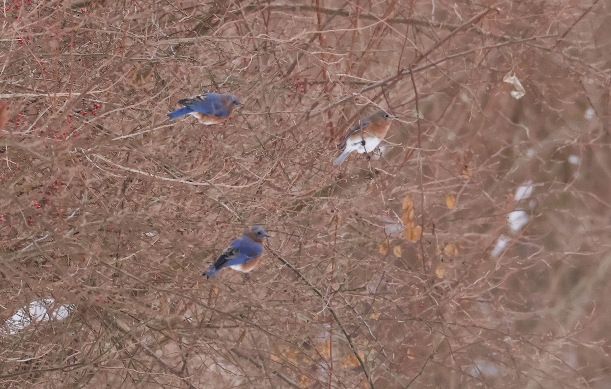 Eastern Bluebird - ML646465472