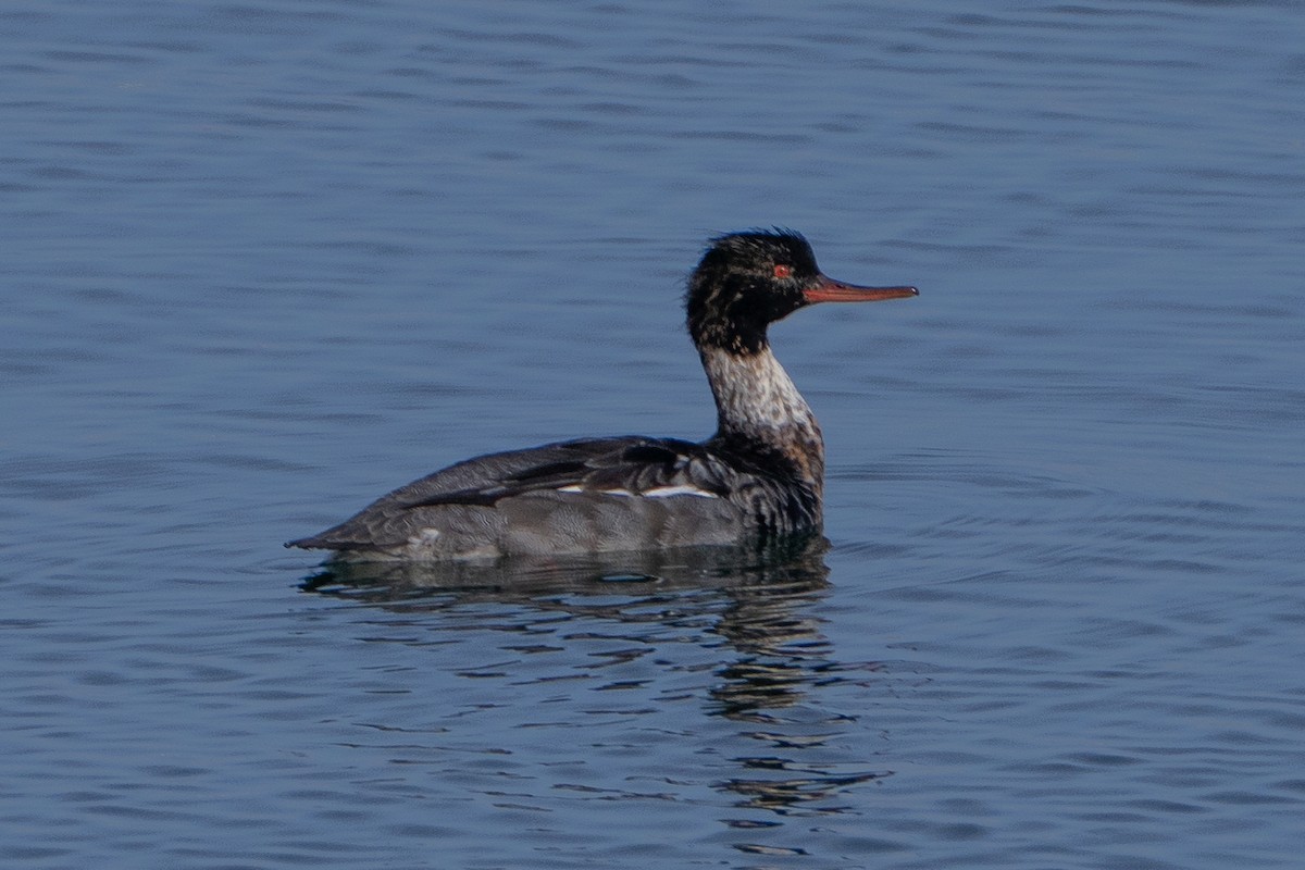 Serreta Mediana - ML646465473