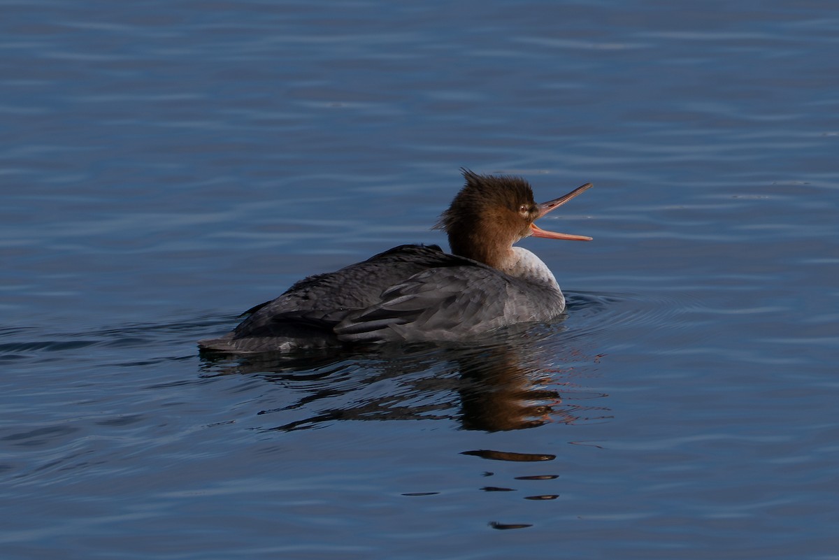 Serreta Mediana - ML646465474