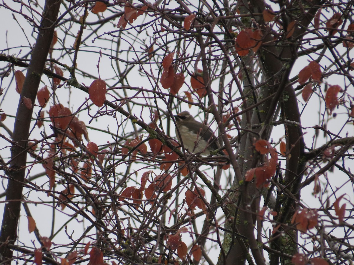 Cedar Waxwing - ML646465480