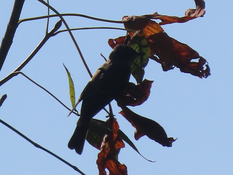 Eastern Wood-Pewee - ML646465481